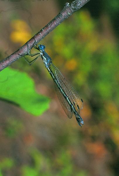 Photo of Lestes forcipatus by Robert A. Cannings